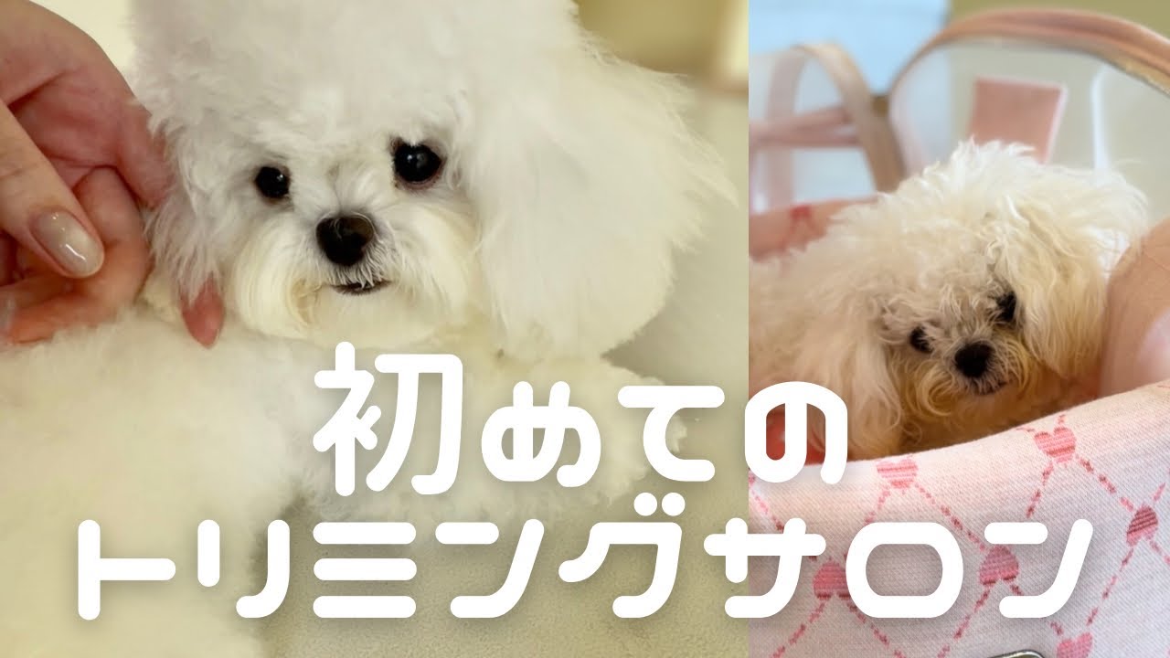 トリミングでふわふわ天使降臨👼🏻💛☁️