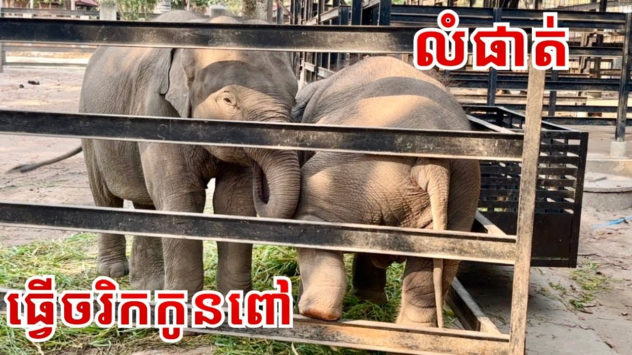 Baby Elephant Lumphat Shows His Playful Little Personality Today 🐘💛