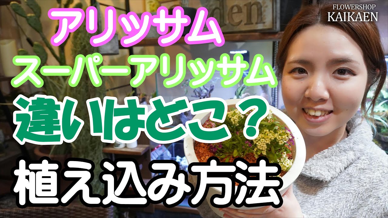 アリッサム　スーパーアリッサム　違うはどこ？　植え込み方法　実験【おうちでガーデニング】開花園チャンネル