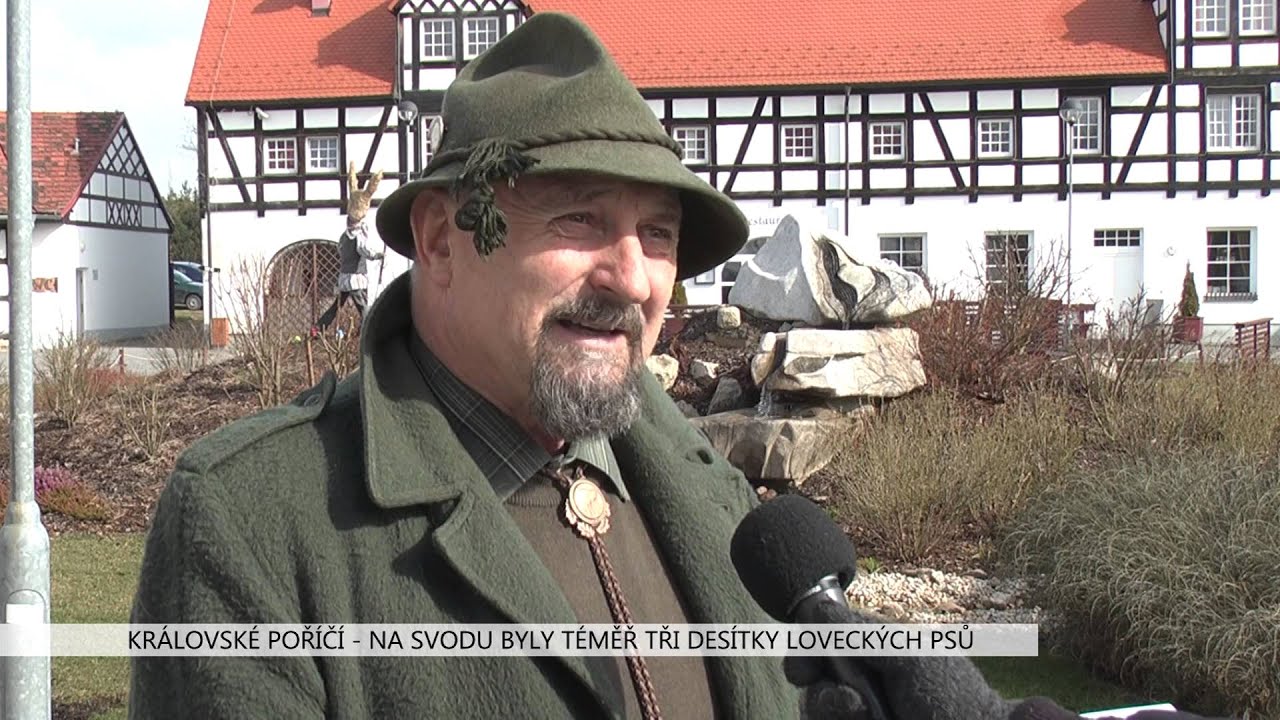Královské Poříčí: Na jarním svodu byly téměř tři desítky loveckých psů (TV Západ)