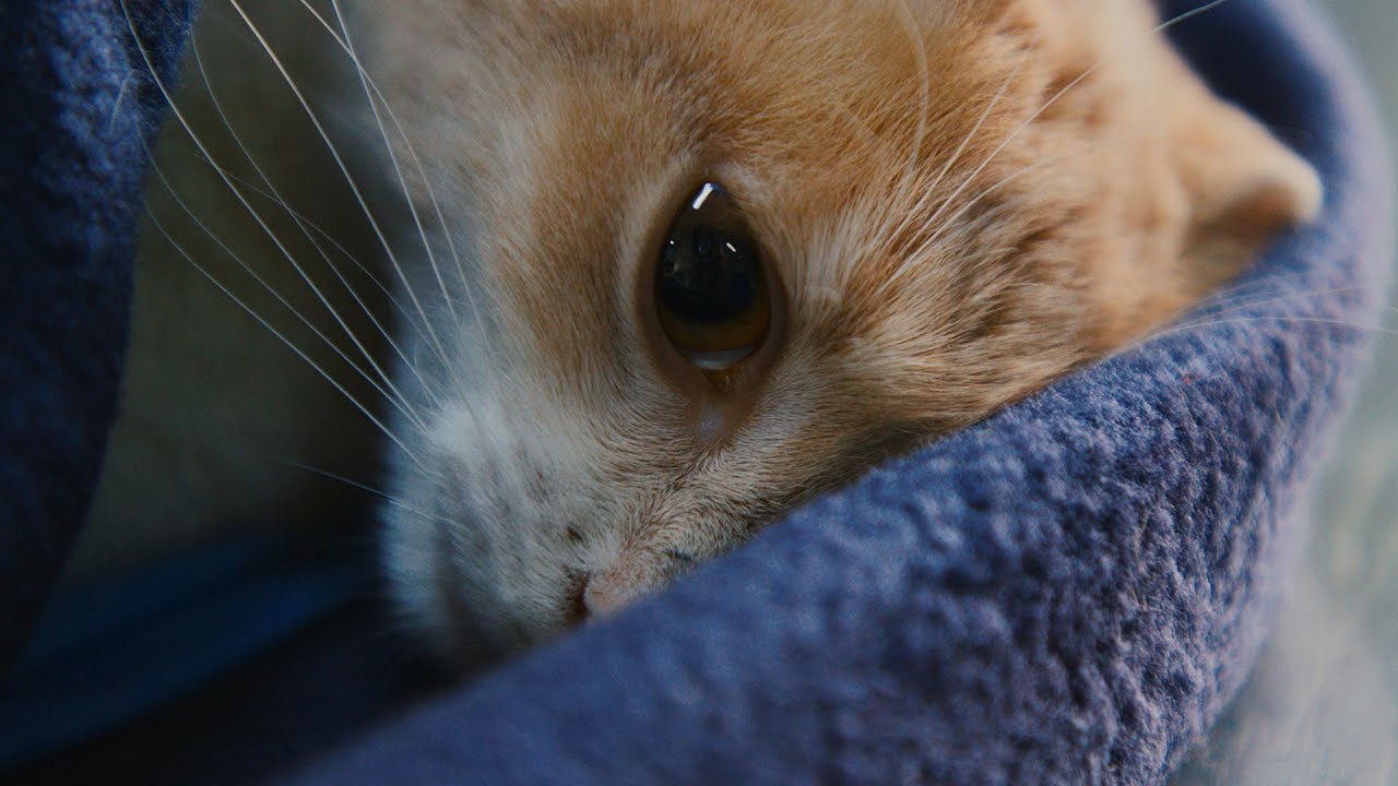 Dedicated to the animals: Walter Perez, the vet. (Pt. 2) | Setmore