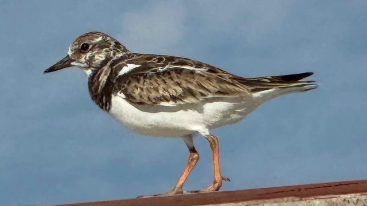 Birds of Cancun, Mexico