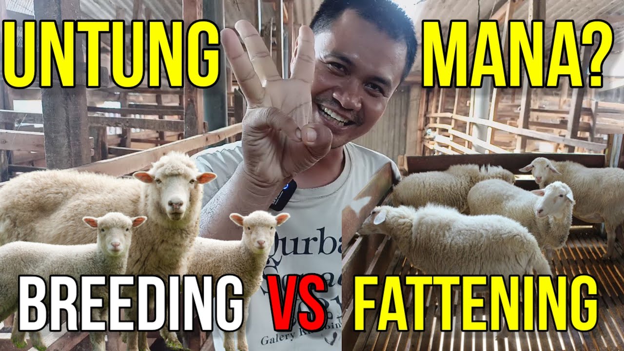 UNTUNG MANA BREEDING ATAU FATTENING DOMBA | KEMITRAAN TERNAK DOMBA SAYAPE JAGAD FARM KEDIRI