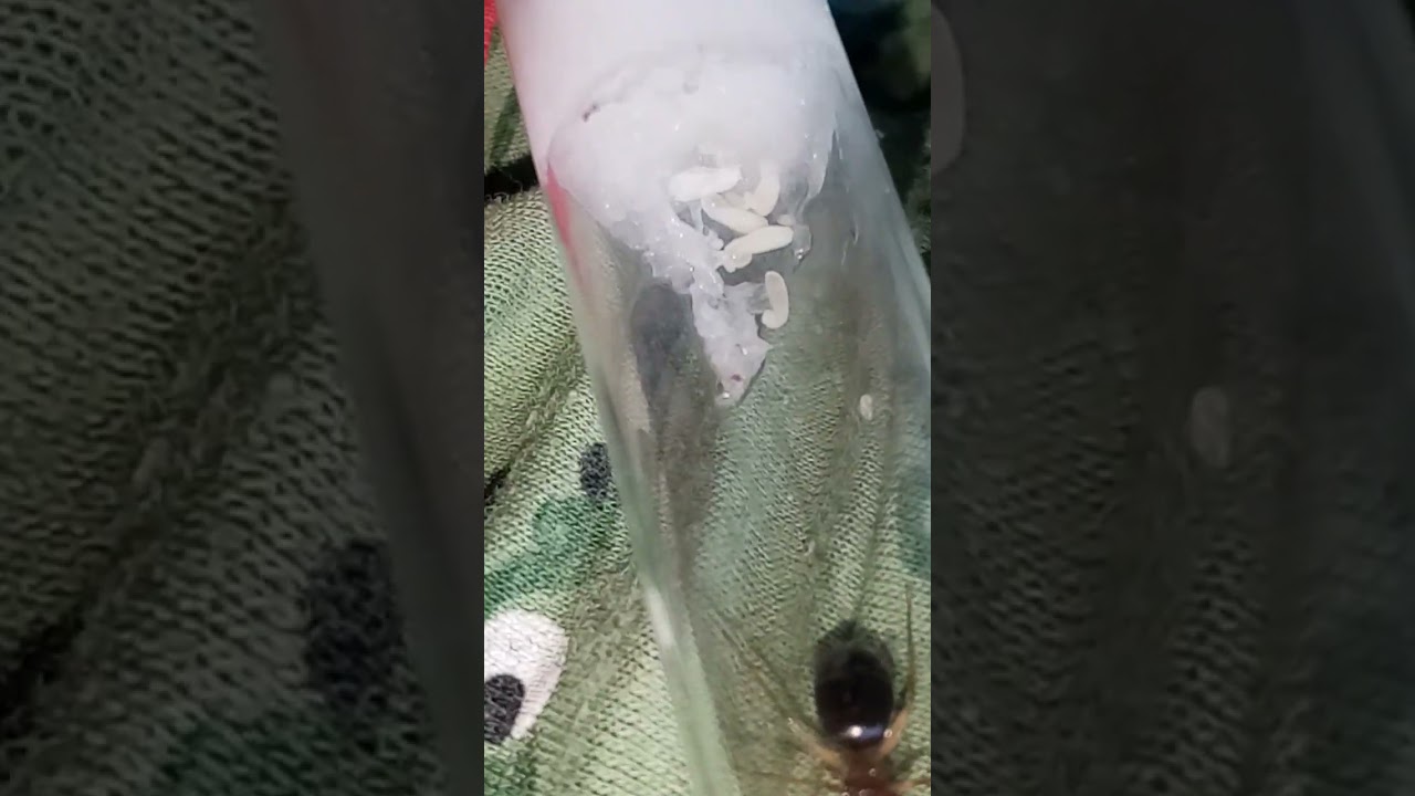 my carpenter ant queen close to getting a nanitics and weaver ant queens 