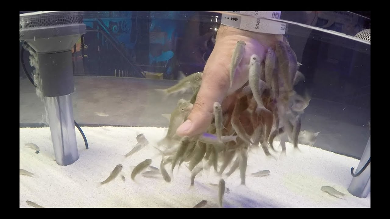 PECES COME MANOS😱😱||||||ACUARIO MICHIN PARTE 1