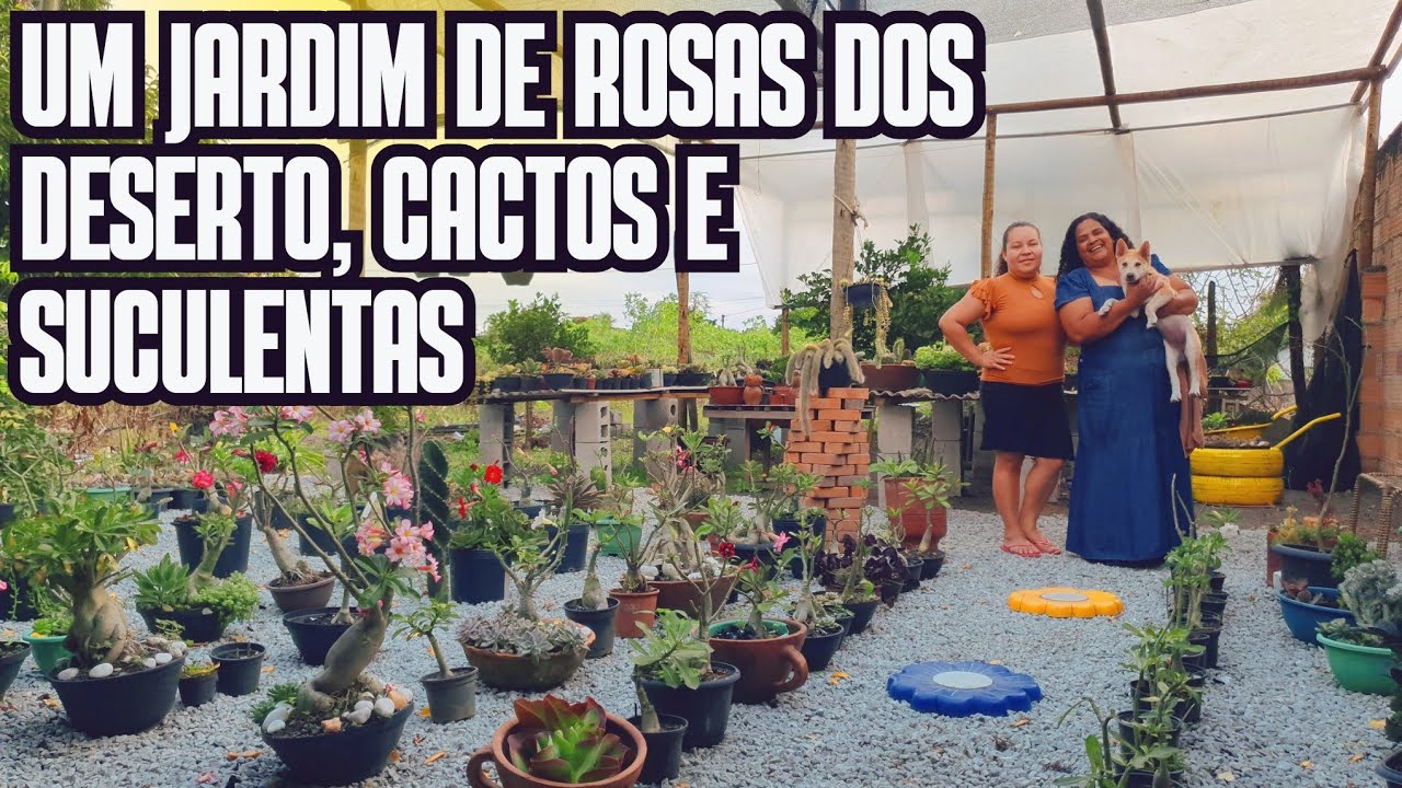 TOUR PELO QUINTAL DA JOSY: PLANTAS DE SOL PLENO | DICAS DE CACTOS, ROSA DO DESERTO E SUCULENTAS