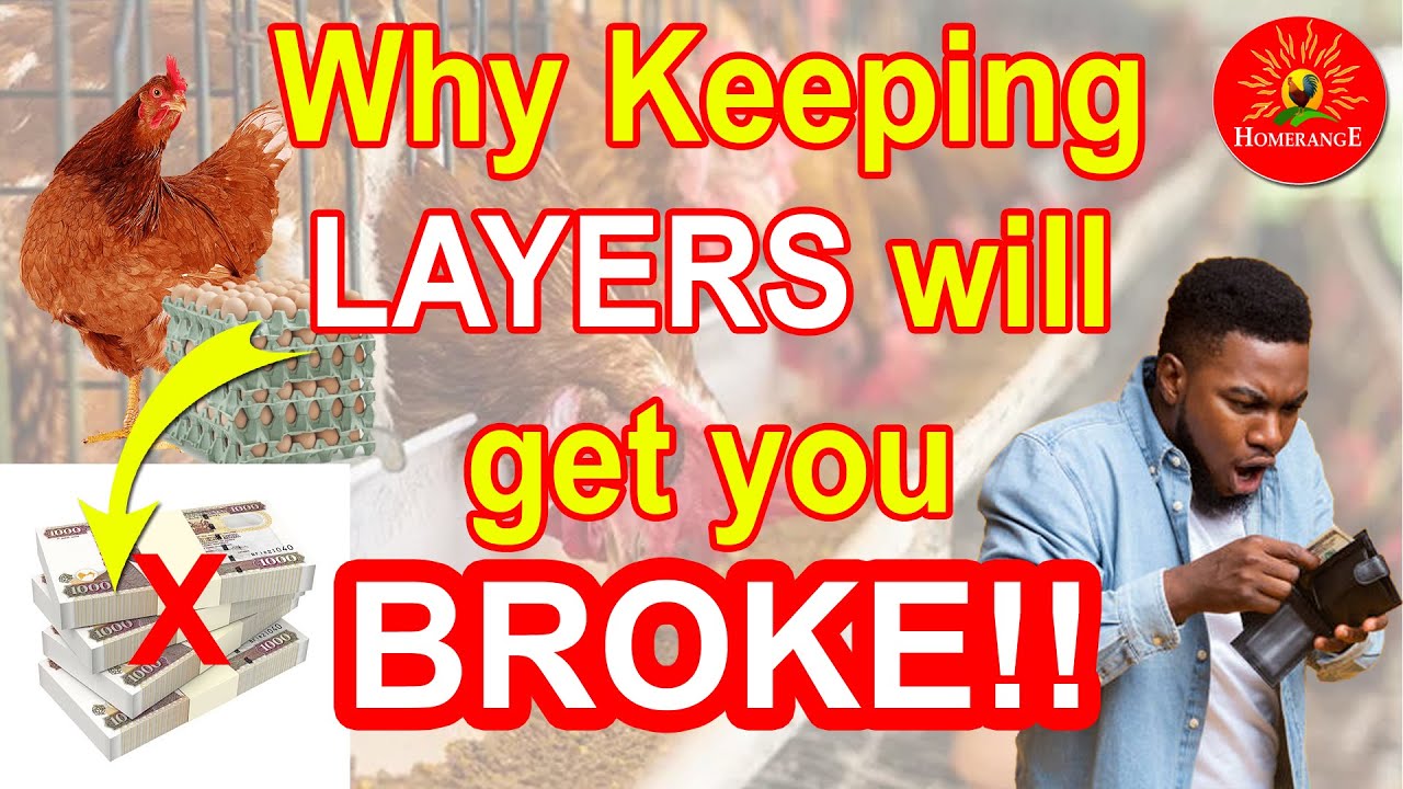 Why Keeping #Layers will get you BROKE | Cost of LAYERS Is keeping layers #chicken profitable