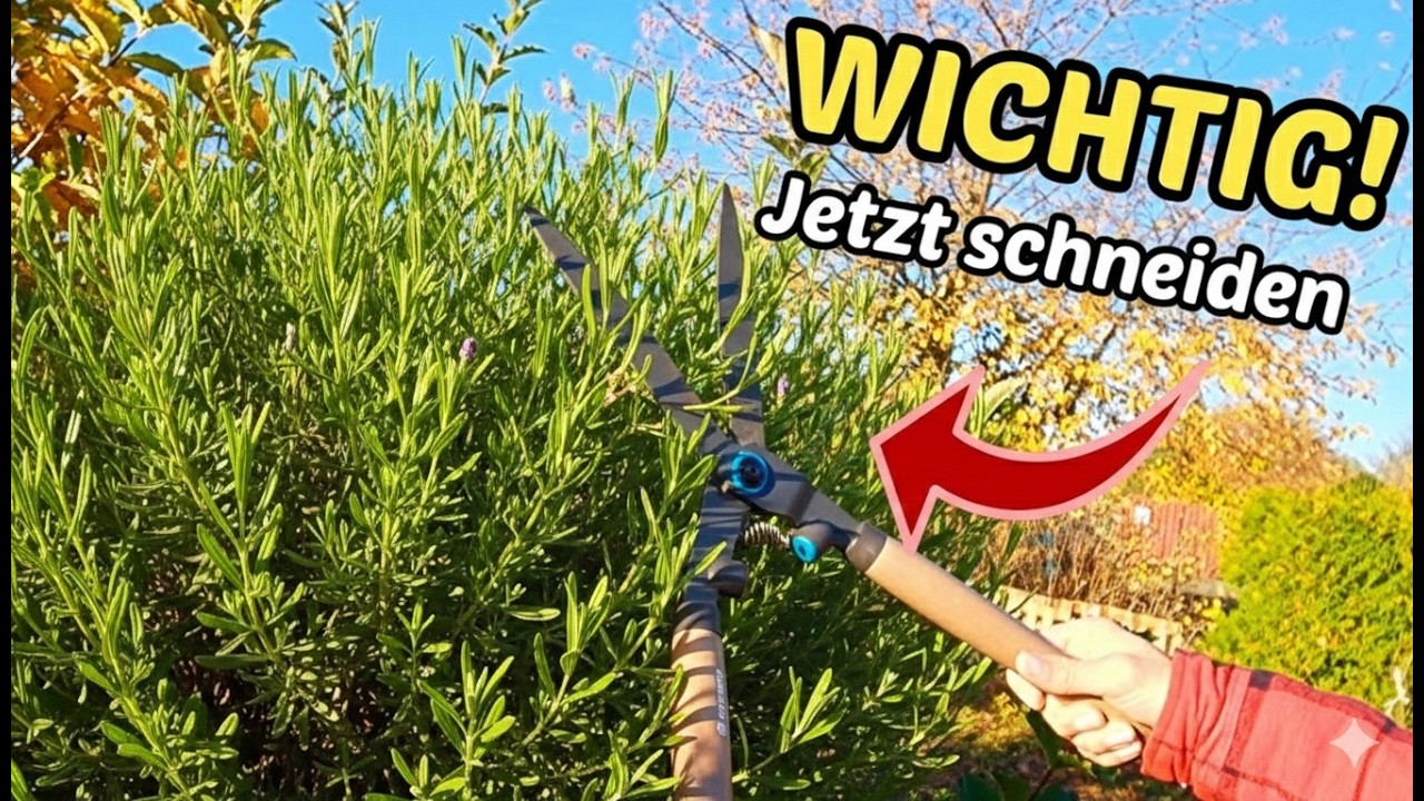 Welche Pflanzen jetzt im März unbedingt einen Rückschnitt brauchen!