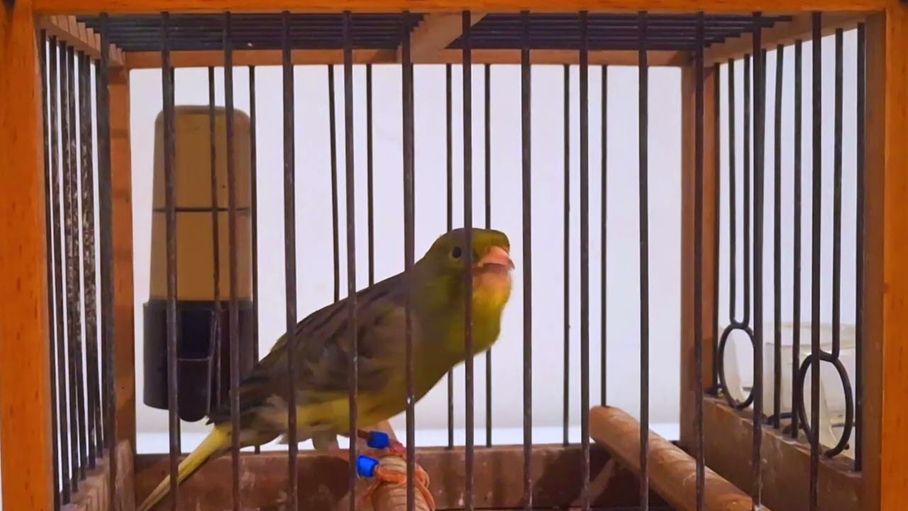 Ambiance Nature : Chant de Canari Relaxant pour Calmer vos Oiseaux et Réduire le Stress