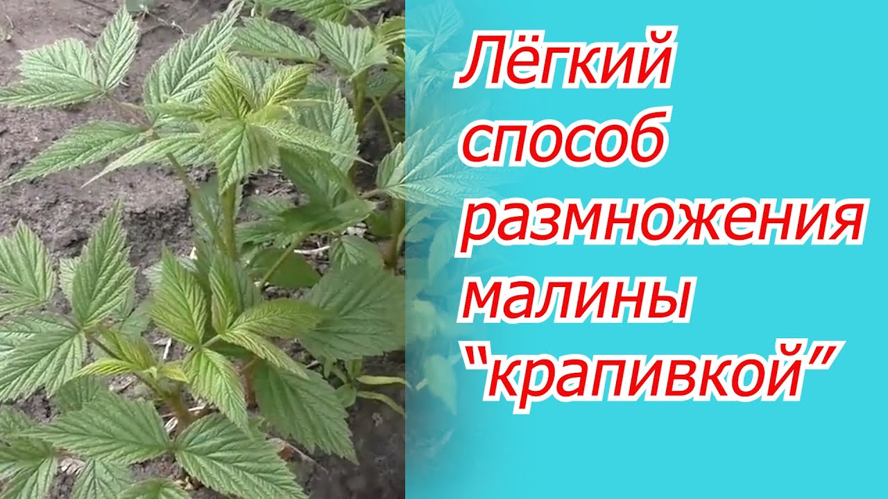 Размножение малины 