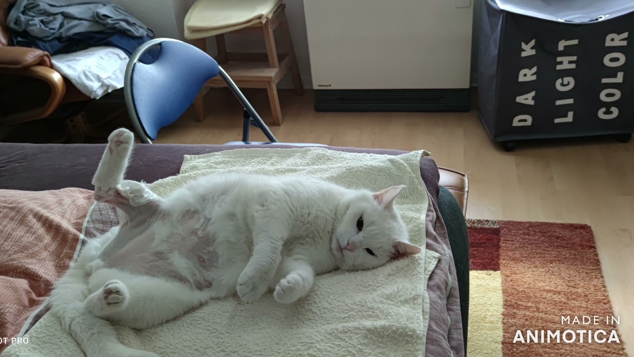 Katze Heti hatte Kreuzbandriss