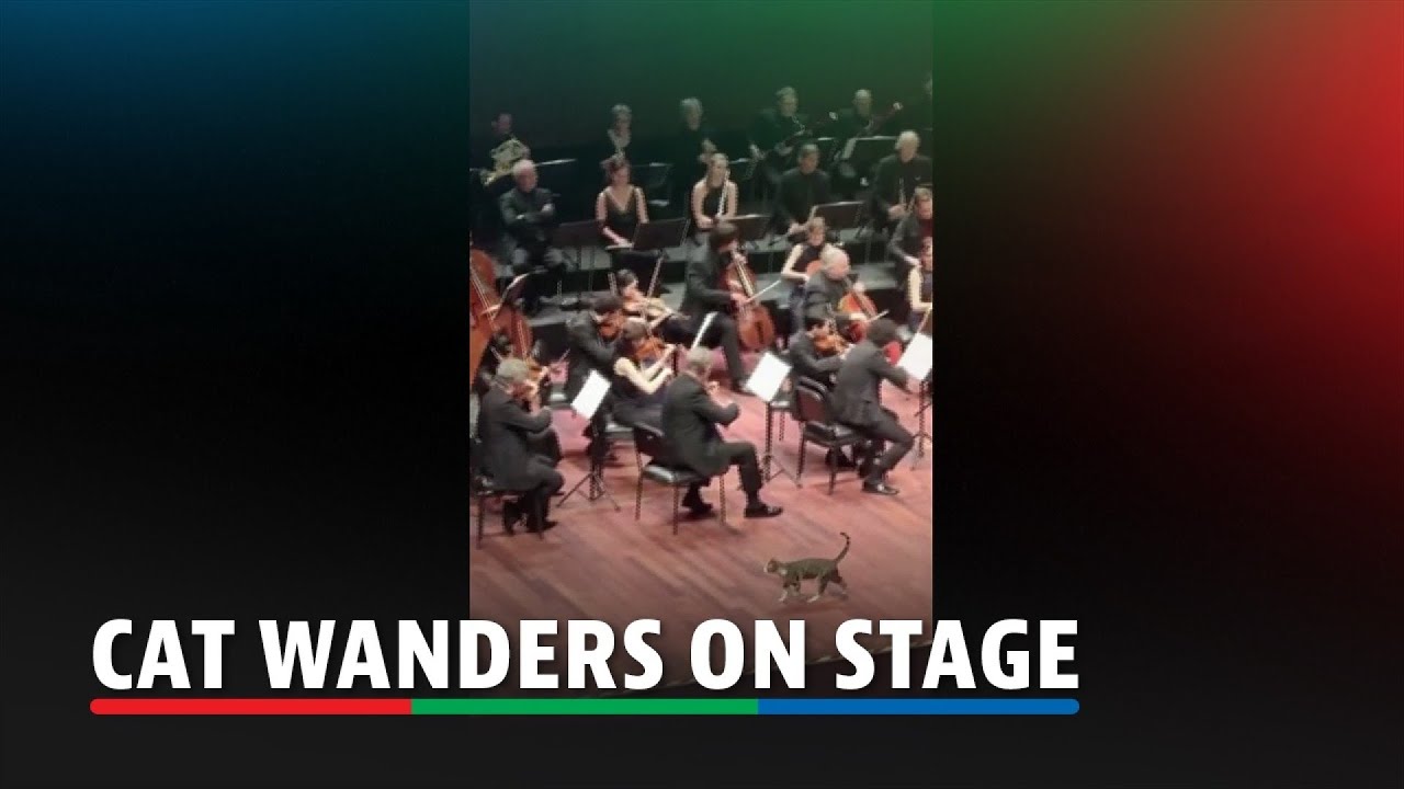 Cat wanders on Istanbul stage during music performance | ABS-CBN News