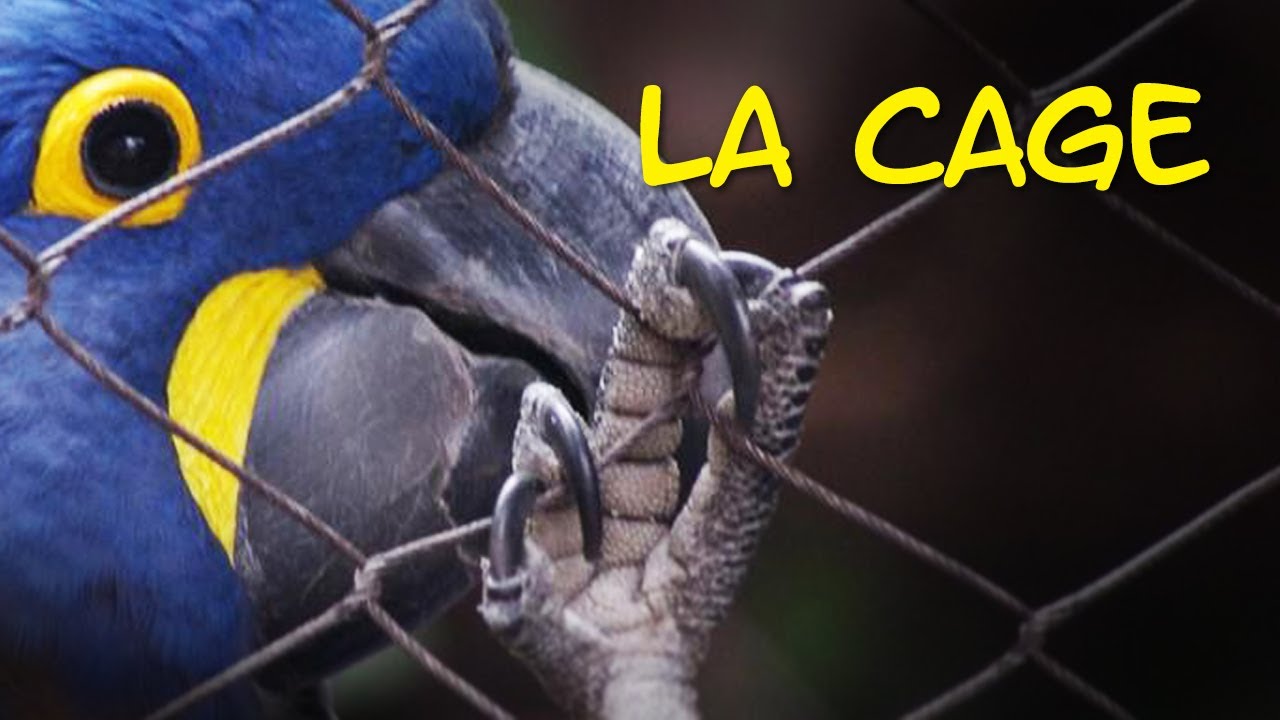 TUTO - Bien aménager la cage de son perroquet