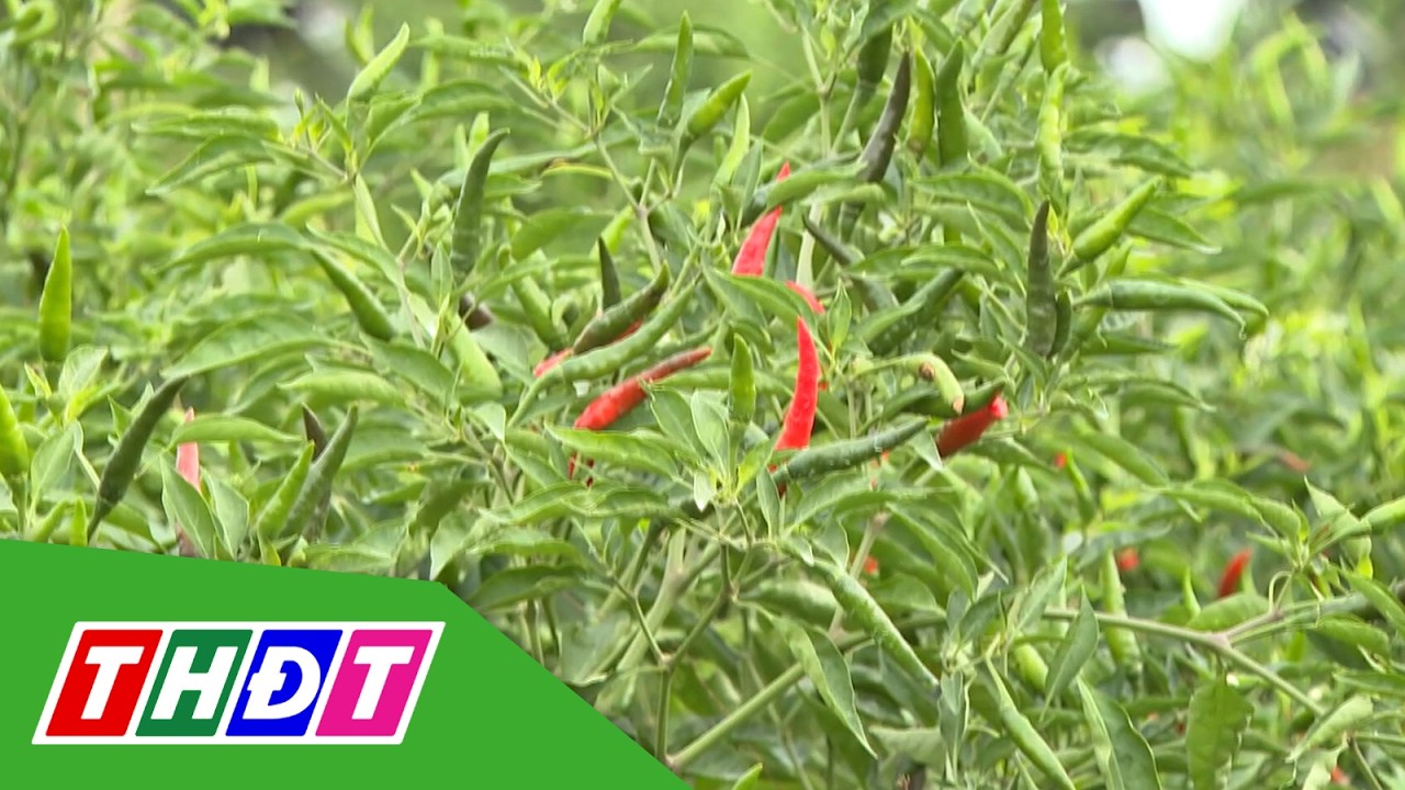 Giá ớt giảm sâu | THDT