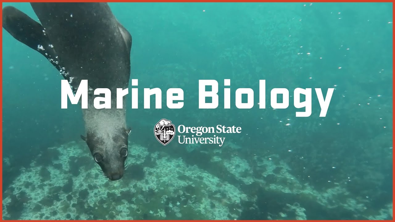 Dive into marine biology at Oregon State University