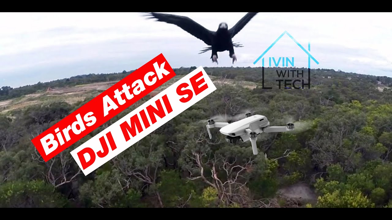 DJI Mini SE Birds Attack | Outdoor Flight