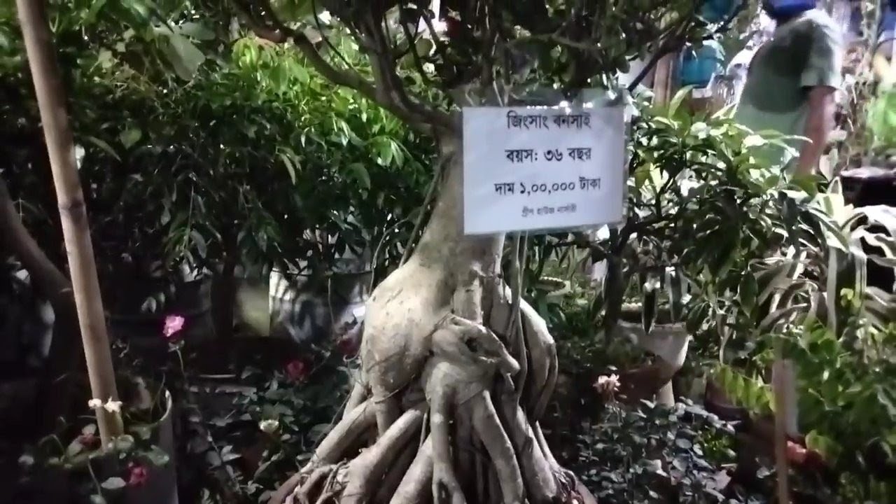 কুমিল্লার ঐতিহ্যবাহী বৃক্ষমেলায়, ৩৬ বছরের পুরোনো বনসাই গাছ।