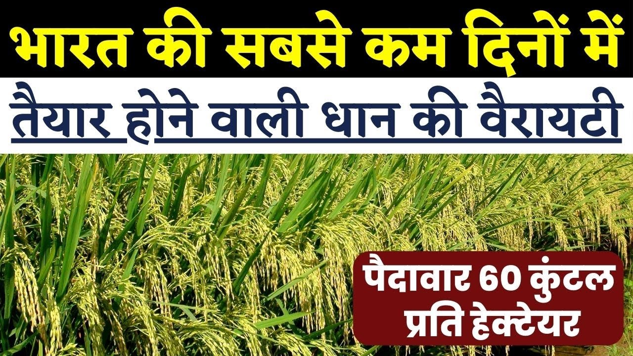 भारत की सबसे कम दिनों में तैयार होने वाली धान की वैरायटी  पैदावार 60 कुंटल || Dhan ki top 3 variety