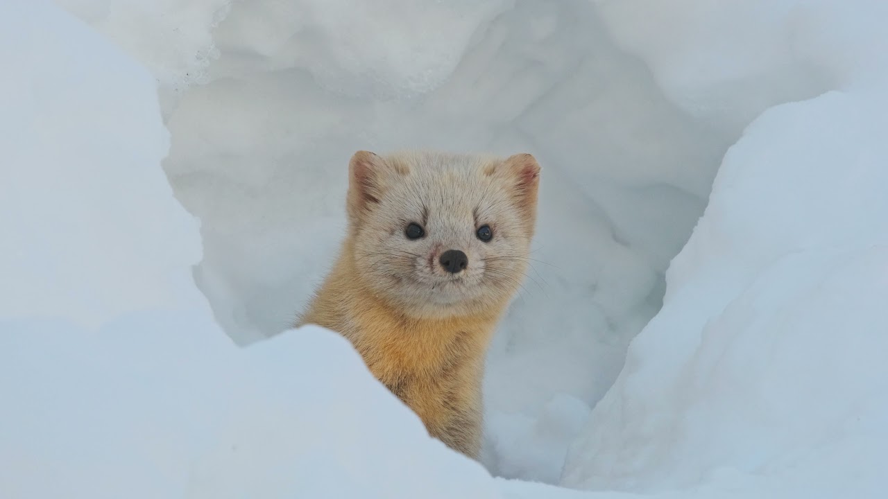 エゾクロテン：Hokkaido black marten