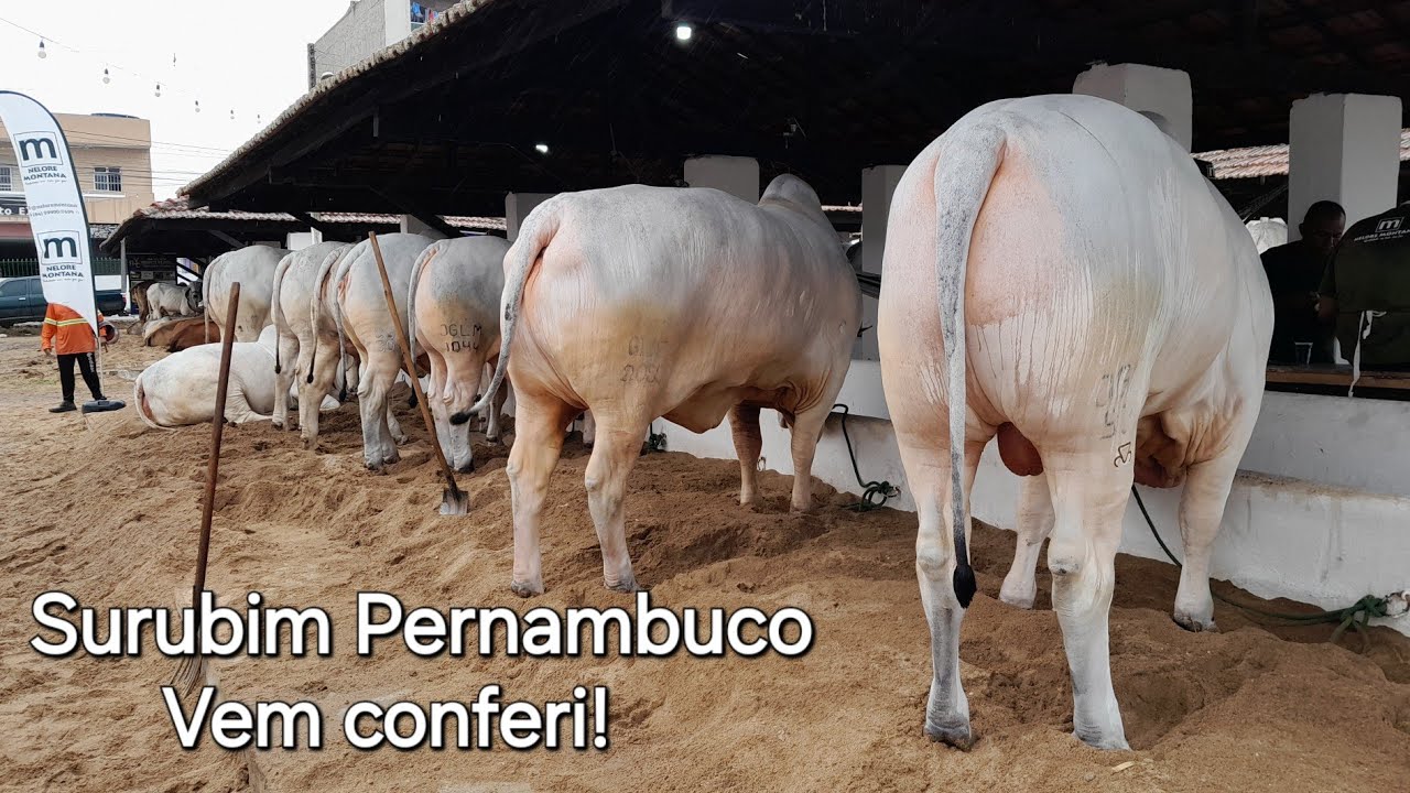 Exposição de Animais em Surubim Pernambuco 29/08/2025. Vale apena fazer à visita.