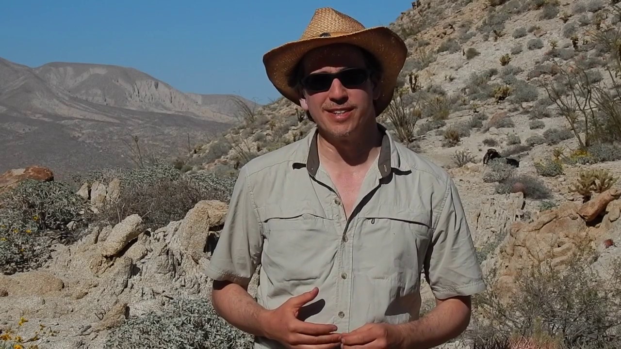 Desert Bighorn Sheep: Tracking & Reading Sign near Agua Caliente County Park California