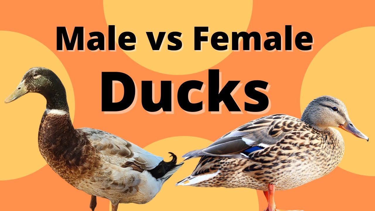 Male vs Female Ducks - How to tell the Difference!