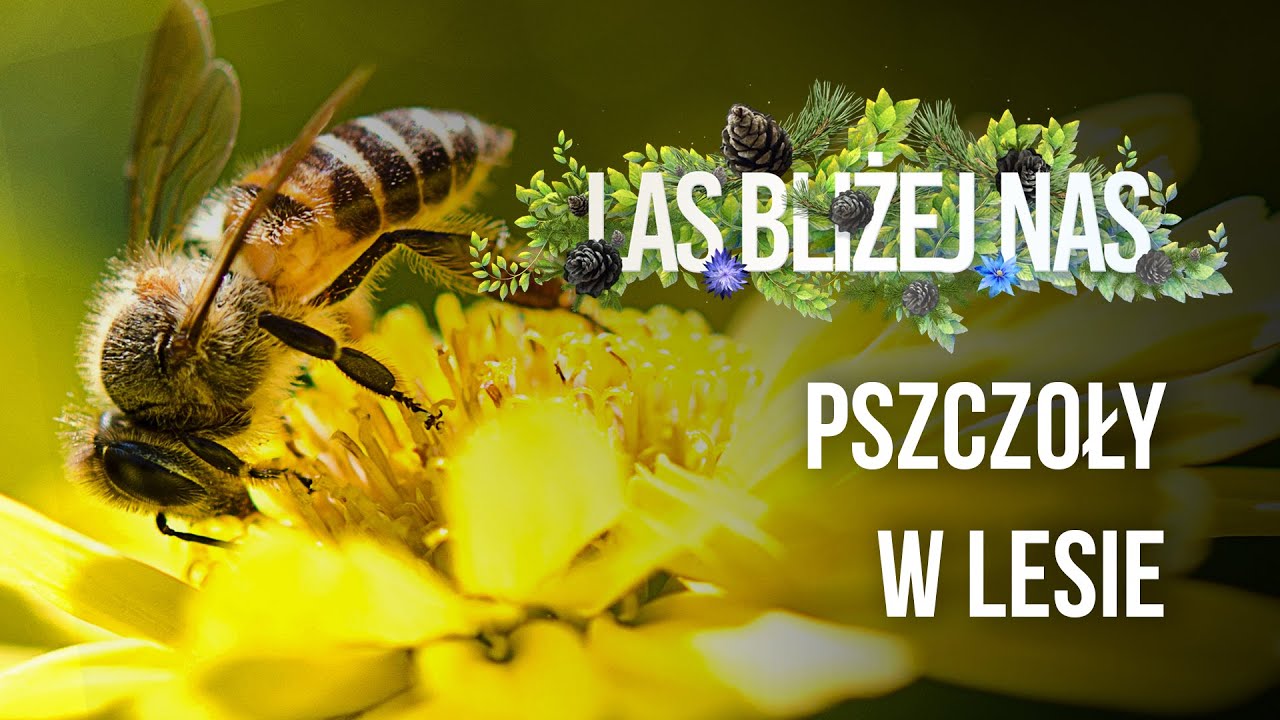 Las bliżej nas - Pszczoły w lesie