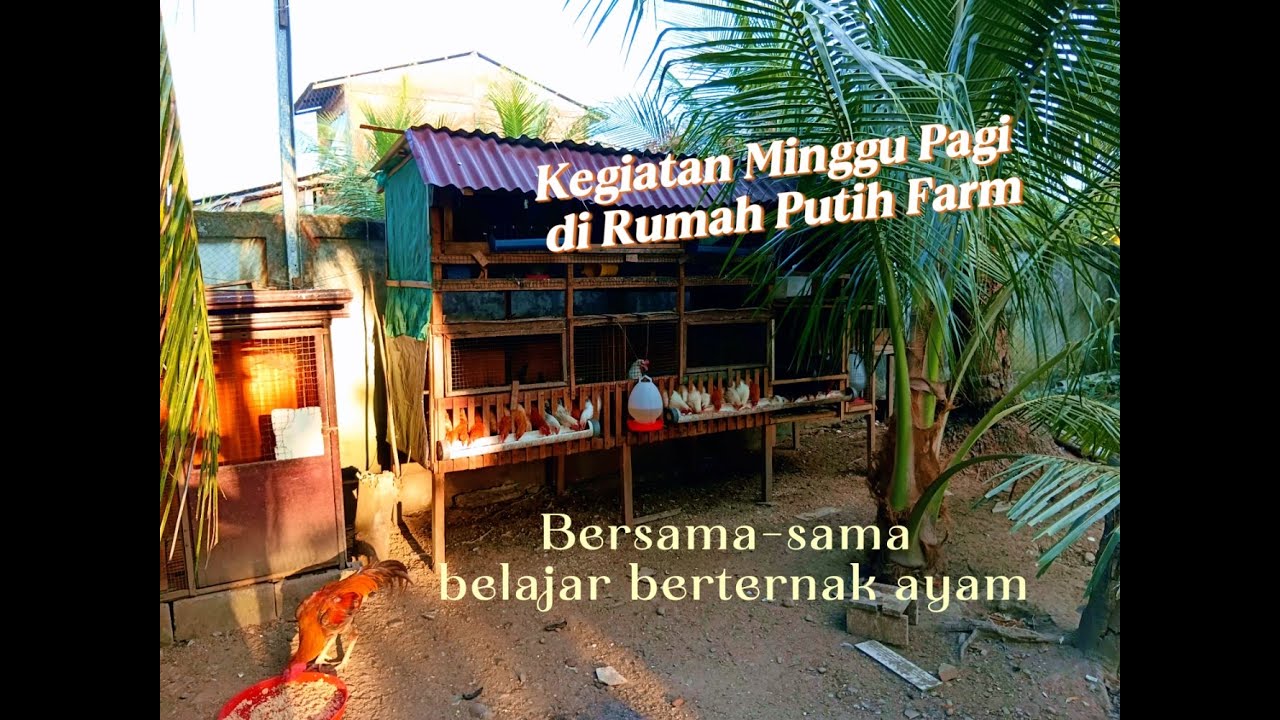 Kegiatan pemberian pakan dan bersih-bersih di kandang Ayam RP Farm di hari Minggu...