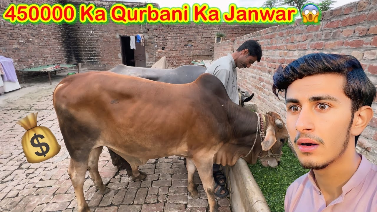 450000 ka Qurbani Ka Janwar 😱ufff itni Mehangai😱koki pendu/Zohaib pendu/Hamza sidhu 