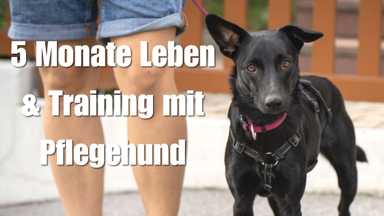 Fazit von Leben mit Tierschutzhund und 5 Monate Training mit Pflegehund Mina