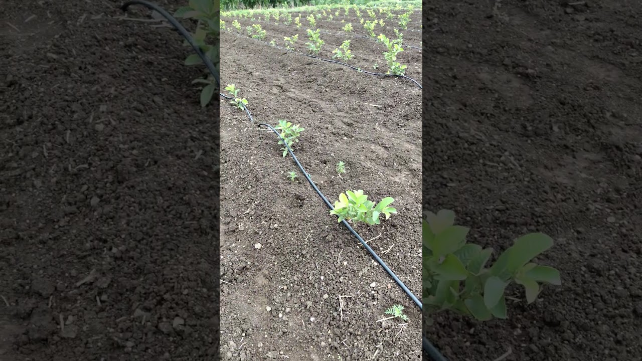 #marigold  #india #framing #gardening #organicfarmer #royal #organicfood #organicproduce #garden