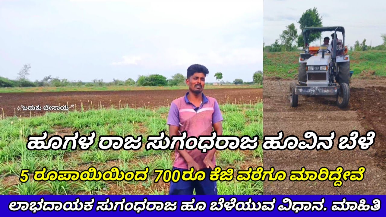 ಸುಗಂಧರಾಜ ಹೂವಿನ ಬೆಳೆ | Sugandaraja Flower farming information in kannada | tuberose agriculture