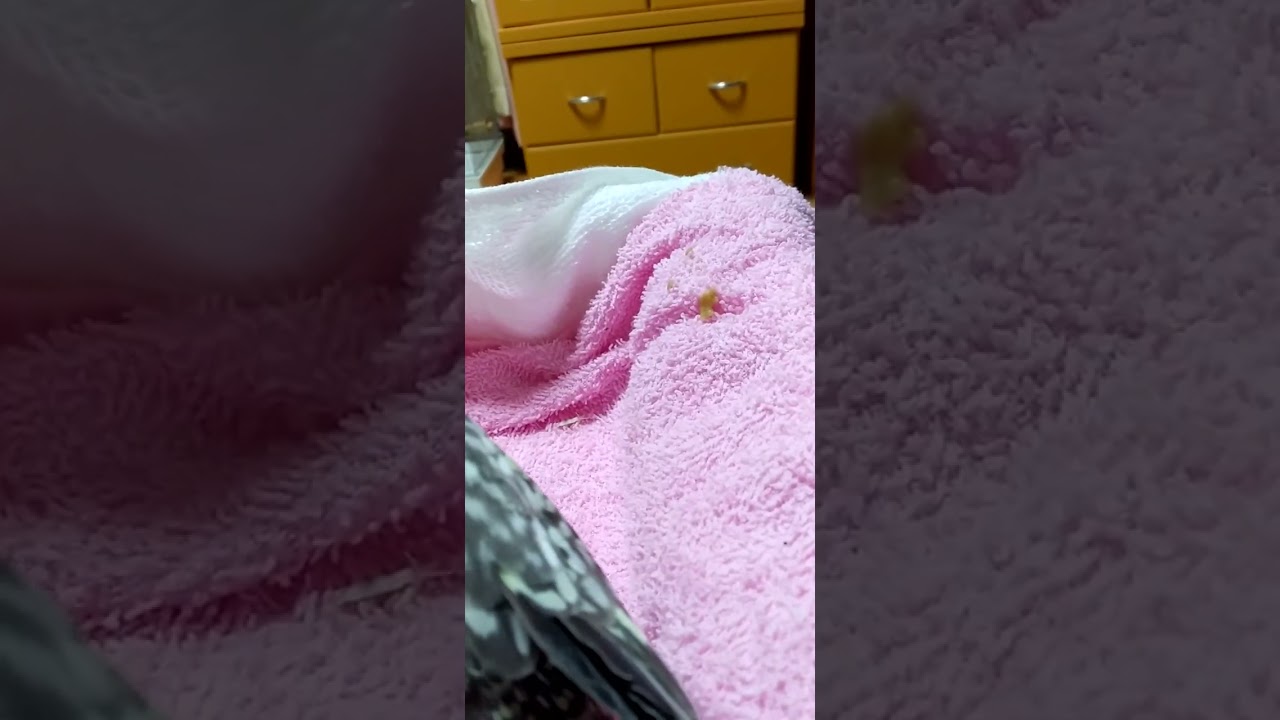 みずぽん一家　レッツこと礼都（れつ）たくさんお食べ～カワイイなぁ