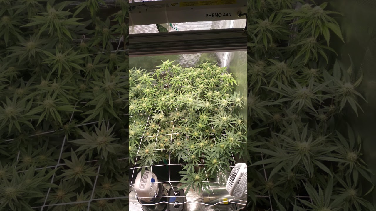 First Grow Marshydro grow tent