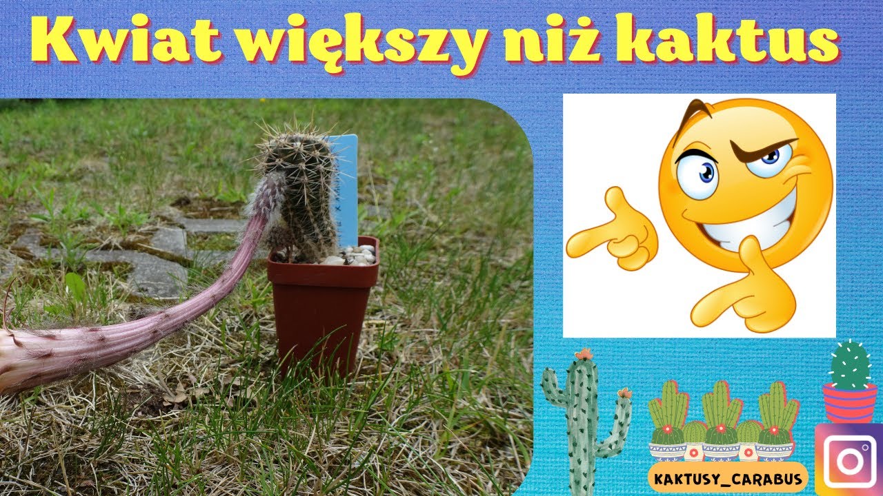 Jak duży potrafi być kwiat kaktusa?😀🌼🌵😮