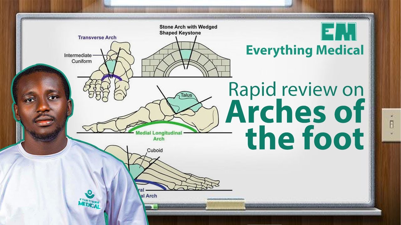 Arches Of The FOOT | ANATOMY | Simplified