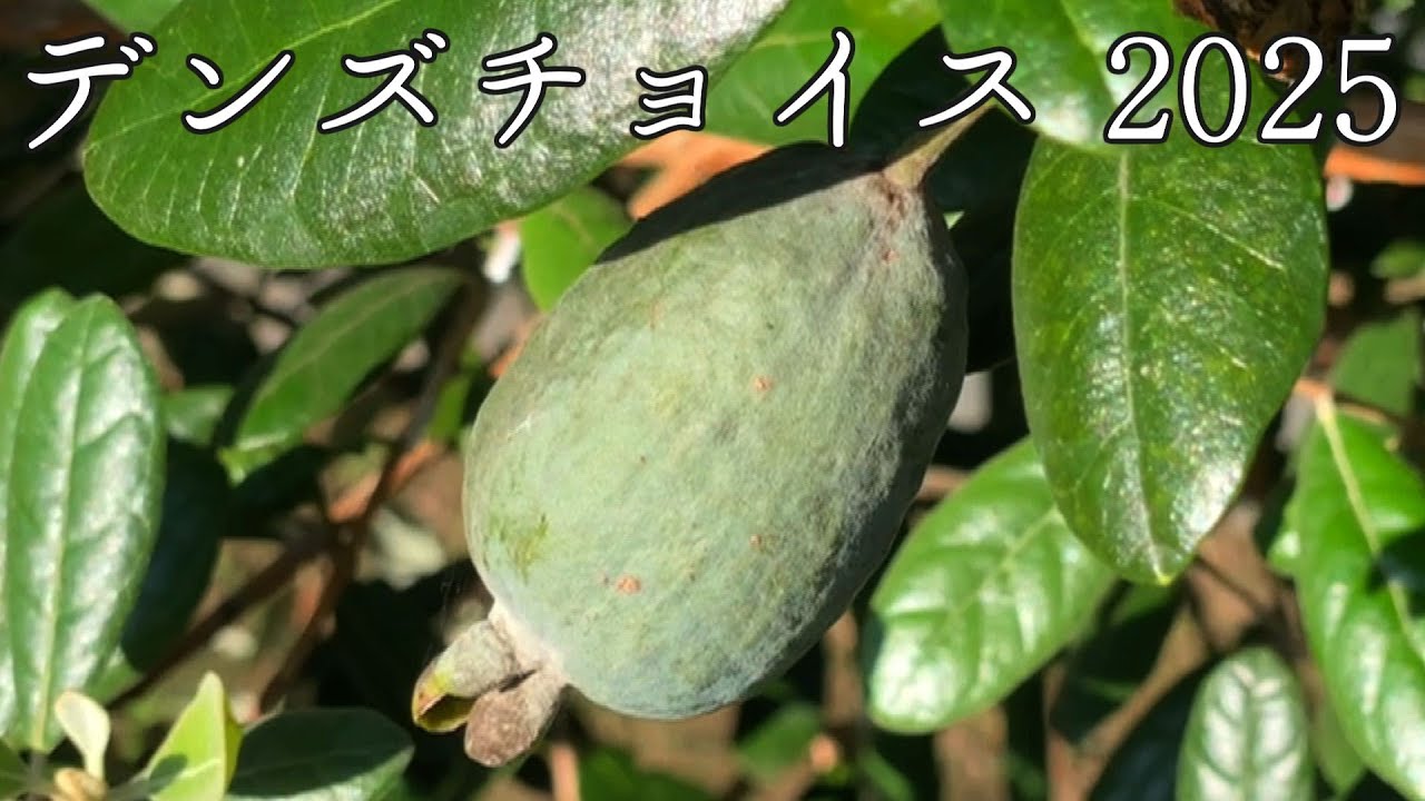 フェイジョア デンズチョイス 2025年10月