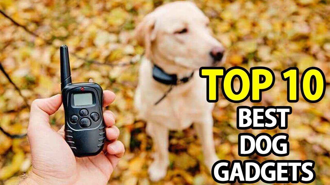Top 10 Best Gadgets For Dog | My Deal Buddy