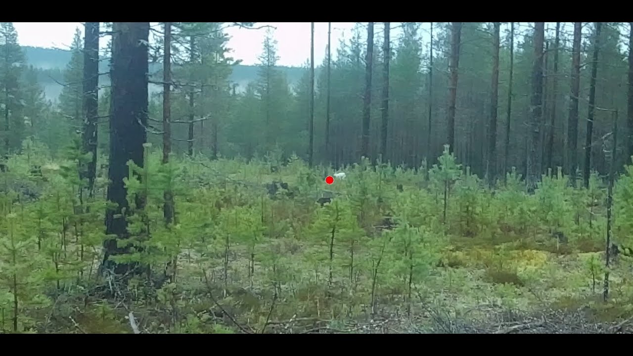 Muoniossa jänismetsällä