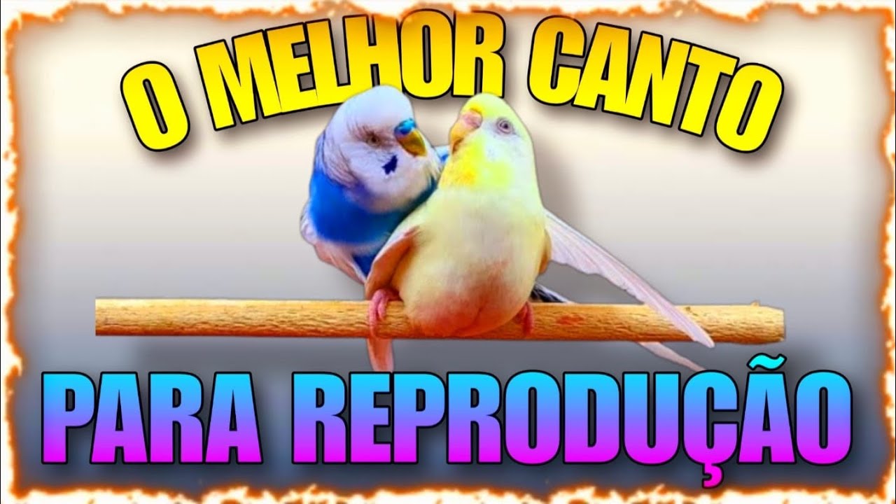 Canto do periquito australiano para estimular a reprodução