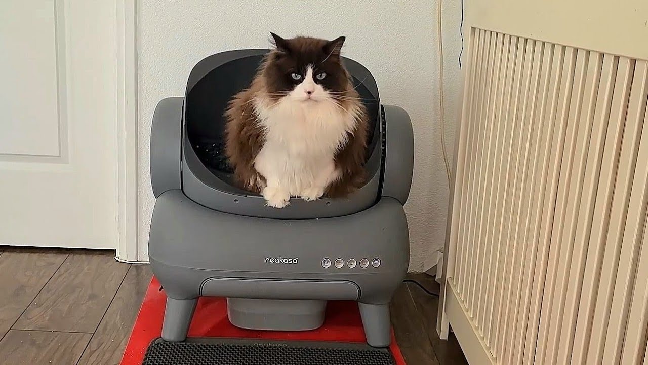 Meet Neakasa M1 Open-Top Self Cleaning Cat Litter Box