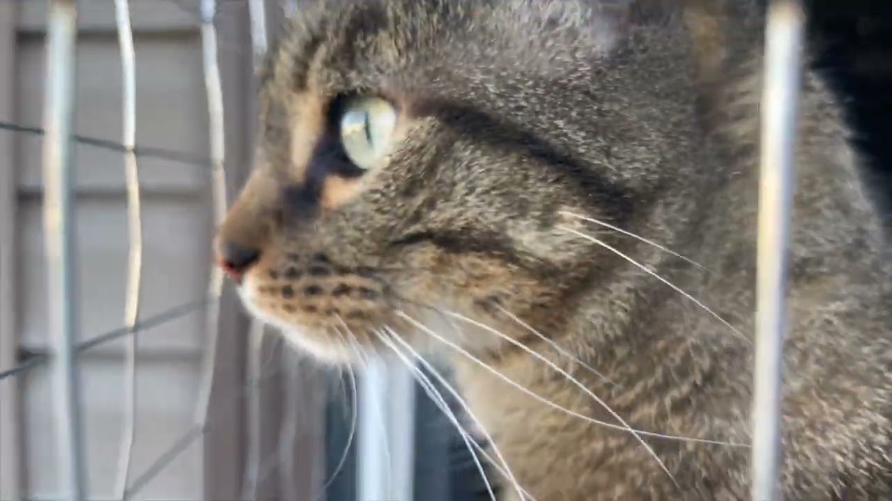 Cats first time in his cateo