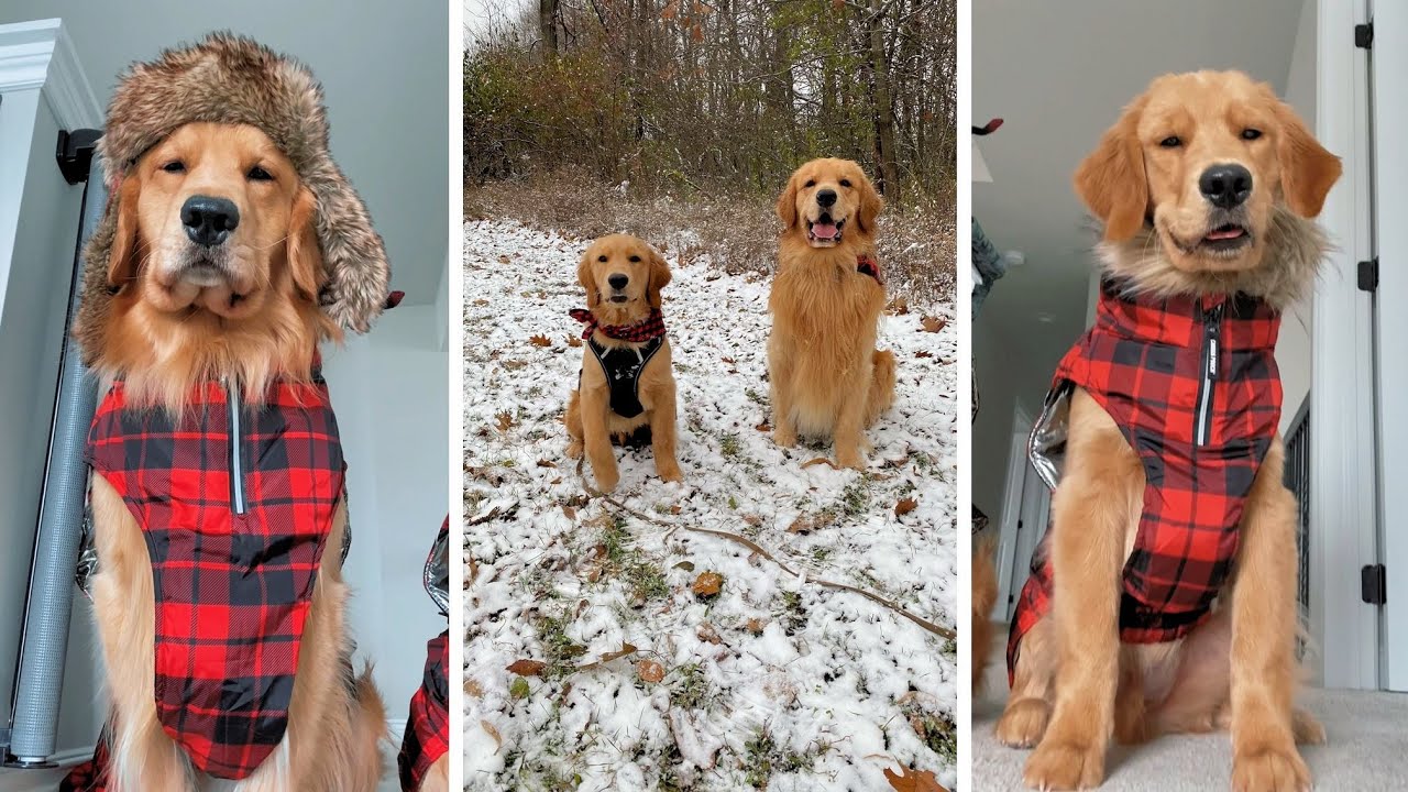 My Puppy Sees His First Snow