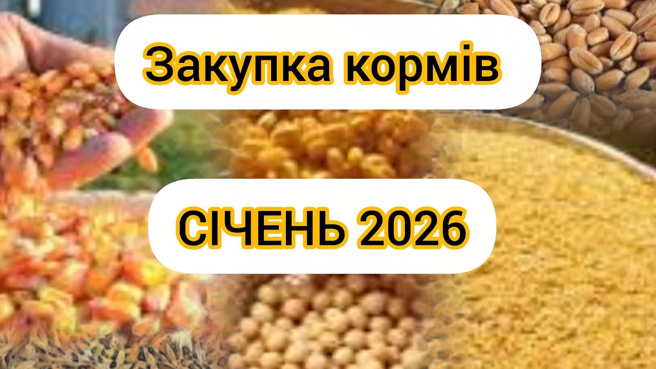 ЦІНА ЗЕРНА, ШРОТУ СОЇ ЩО КУПУЄМО ЯКІ ЦІНИ