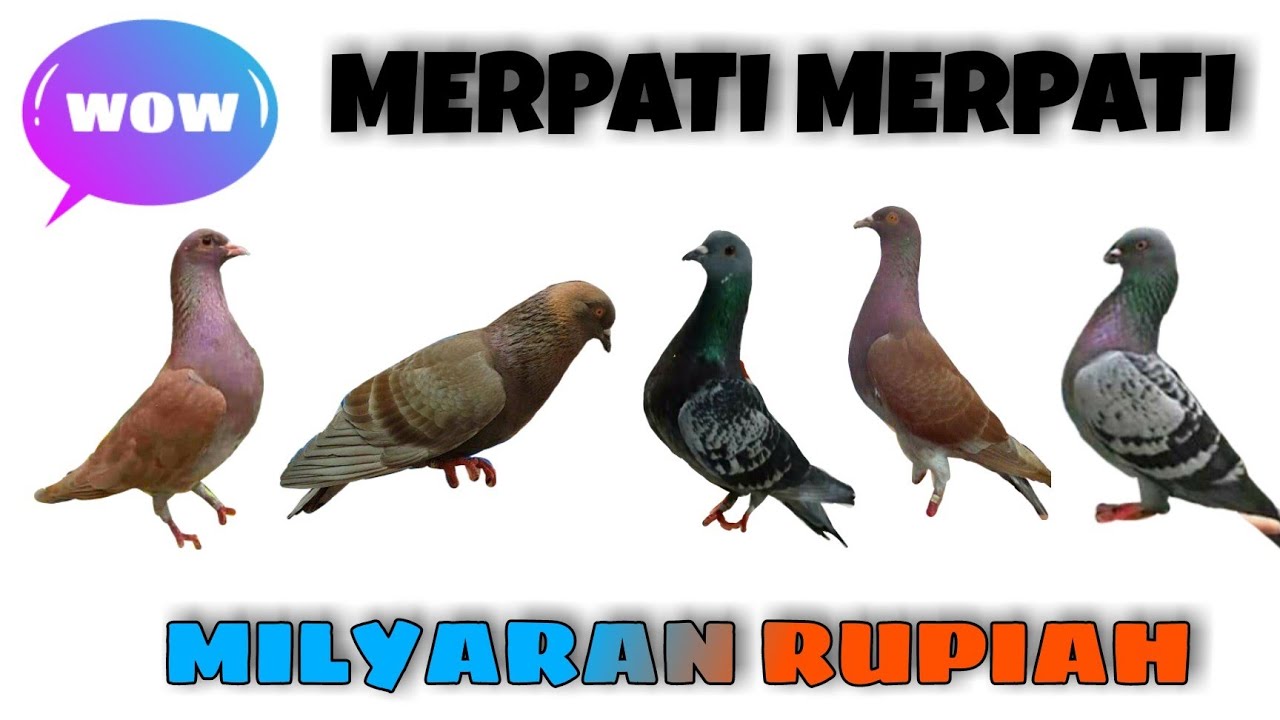 MERPATI-MERPATI MILYARAN RUPIAH ( MERPATI TERMAHAL ) DI INDONESIA