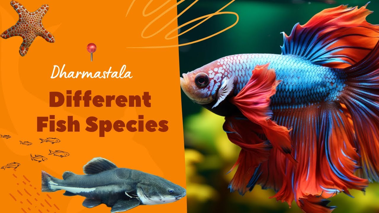 Exploring Dharmasthala Fish Museum 🐠 | Rare & Colorful Fish at Lalithodyana Aquarium Karnataka