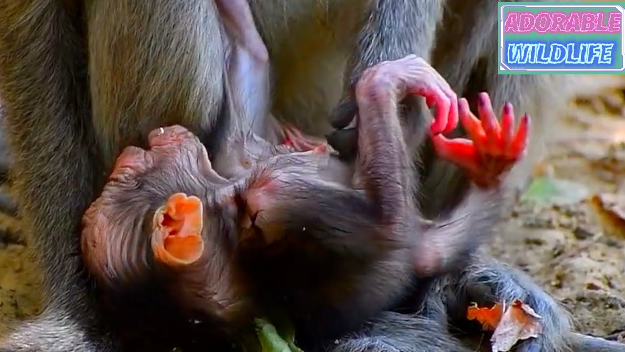 Tiny baby monkey really needs more milk for more power