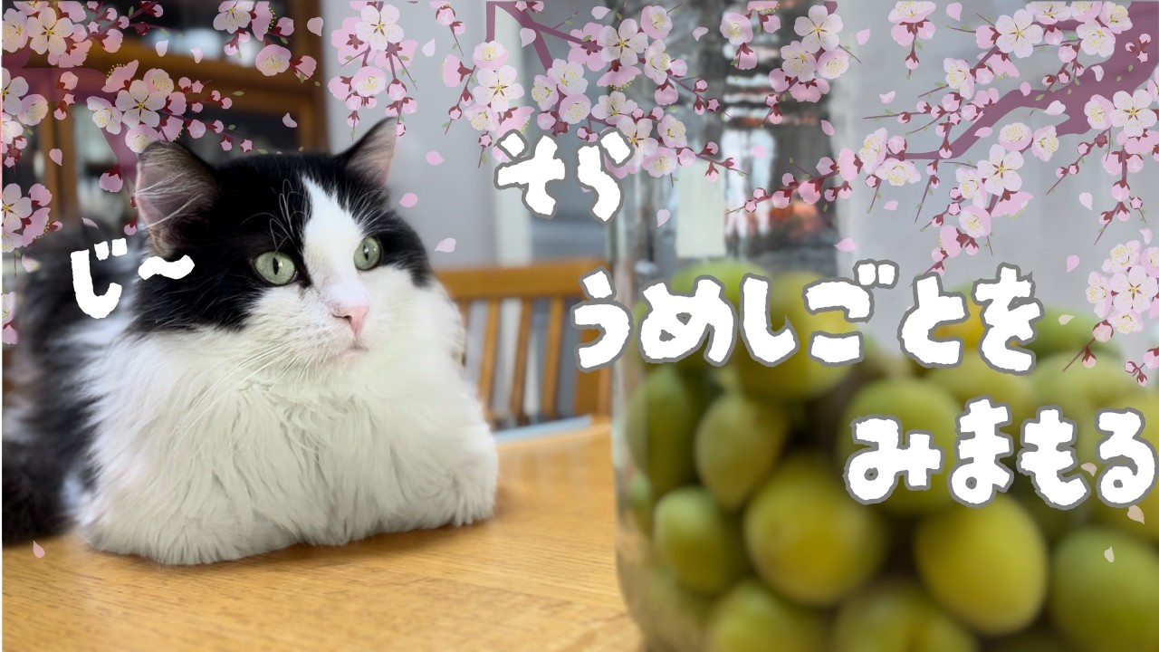 【かわいい猫】そら　梅しごとを見守る｜ハチワレ｜4歳｜ラグドール✖️マンチカンの男の子