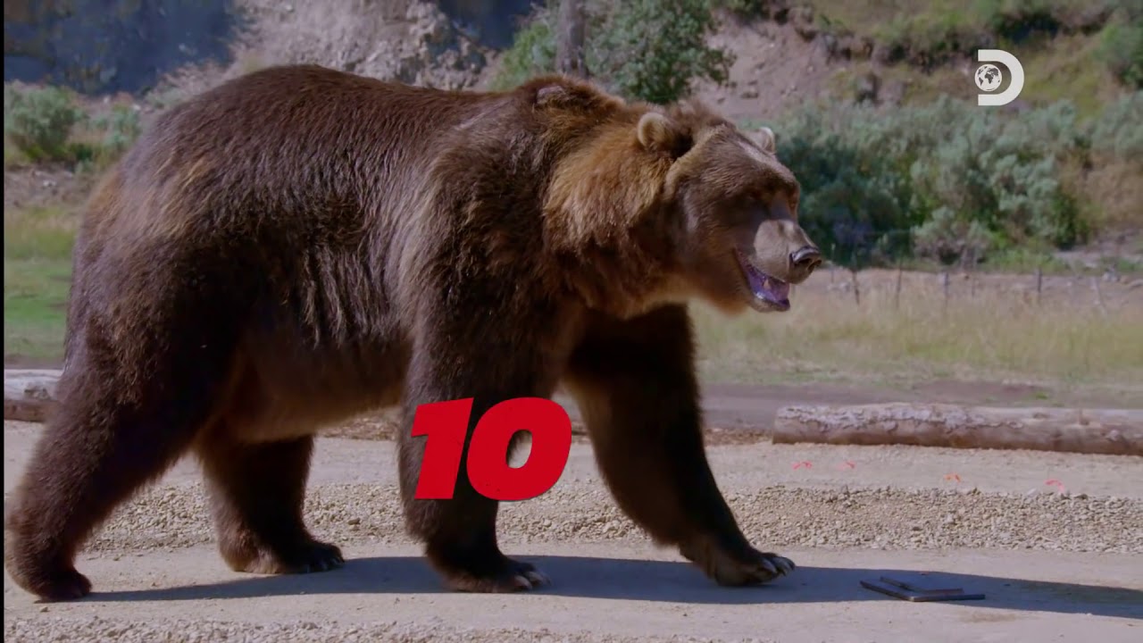 Tug of War With a 1,400 Pound Grizzly!  Discovery's Man vs  Bear