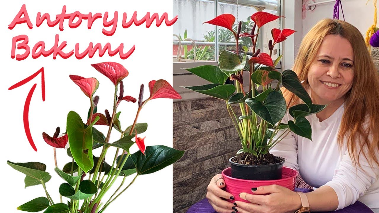 Antoryum Flamingo Çiçeği Bakımı, Çoğaltılması, Toprak Değişimi🍃 | İlk Müdahele